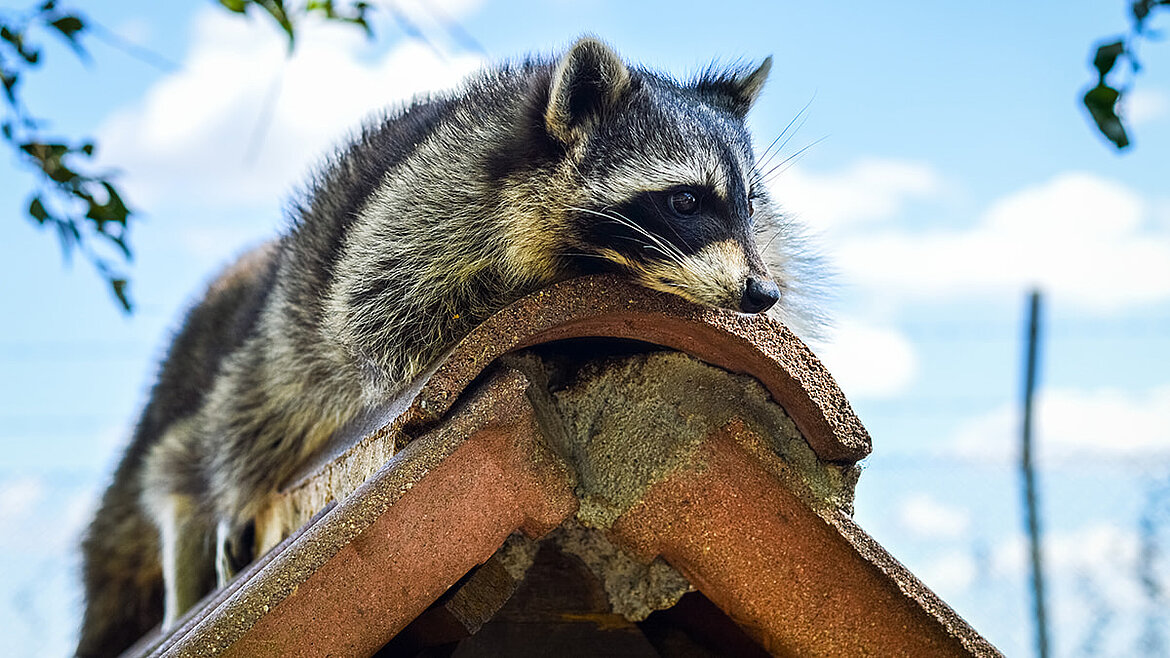 Waschbär sitzt auf einem Holzbrett mit blauem Himmel im Hintergrund