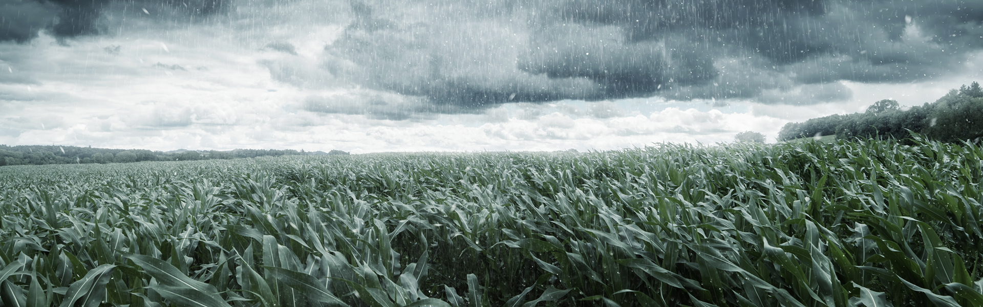 Unwetter über Feld
